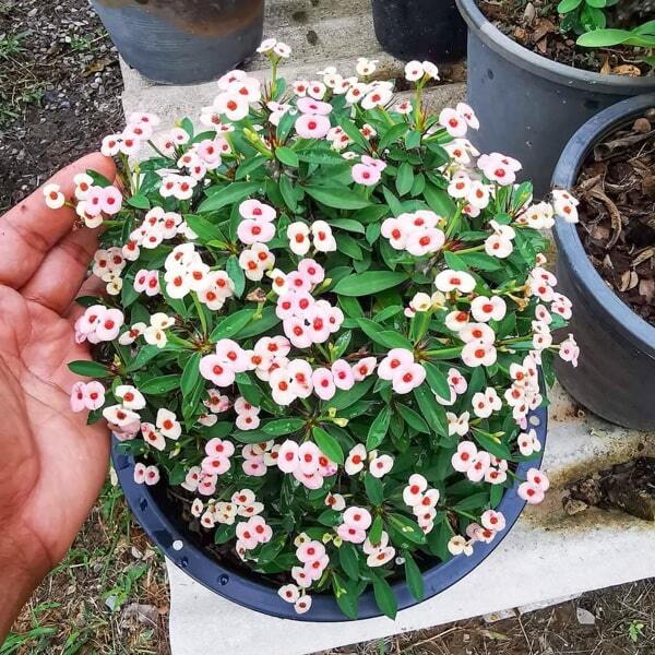 Euphorbia Milii dwarf DAO KRAJAI