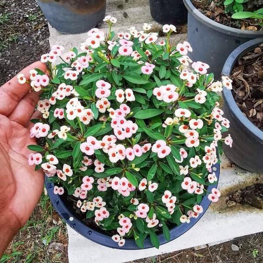 Euphorbia Milii dwarf DAO KRAJAI