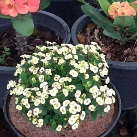 Euphorbia Milii dwarf NAB NGERN