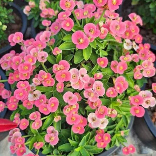 Euphorbia Milii dwarf NOM YEN