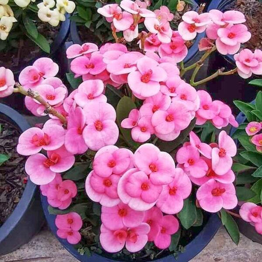 Euphorbia Milii dwarf PURPLE PA FAN