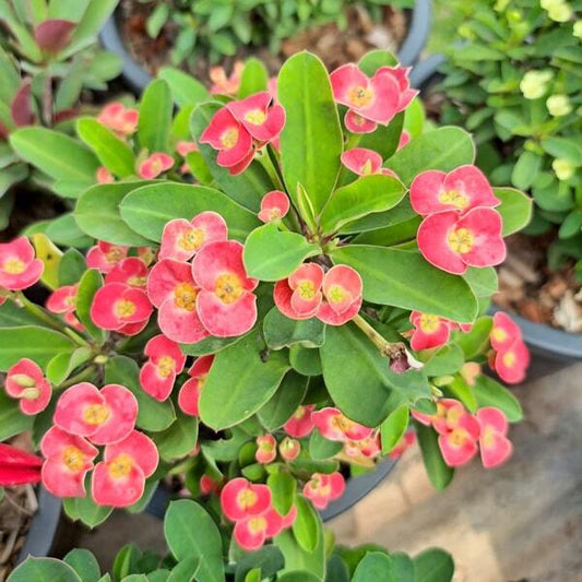 Euphorbia Milii dwarf RUAY SAB _______