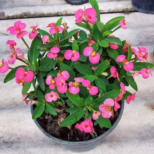 Euphorbia Milii dwarf SOI MONGKON