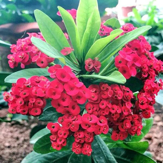 Euphorbia Milii dwarf SOI RACHANEE