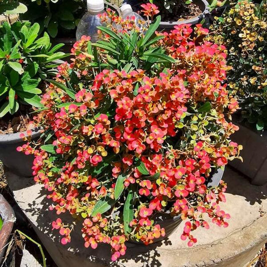 Euphorbia Milii dwarf SOI RAYA