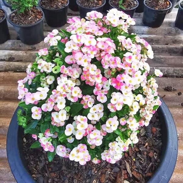 Euphorbia Milii dwarf BUPA SAWAN