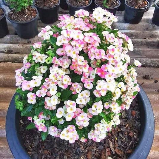 Euphorbia Milii dwarf BUPA SAWAN
