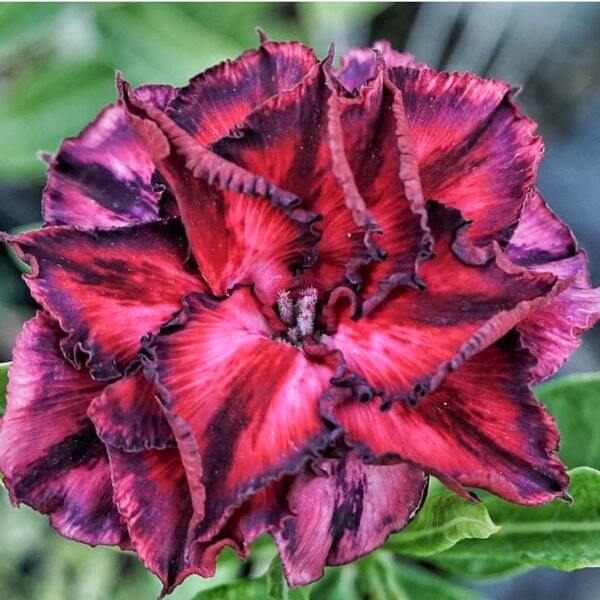 Adenium obesum SIAM 19-09