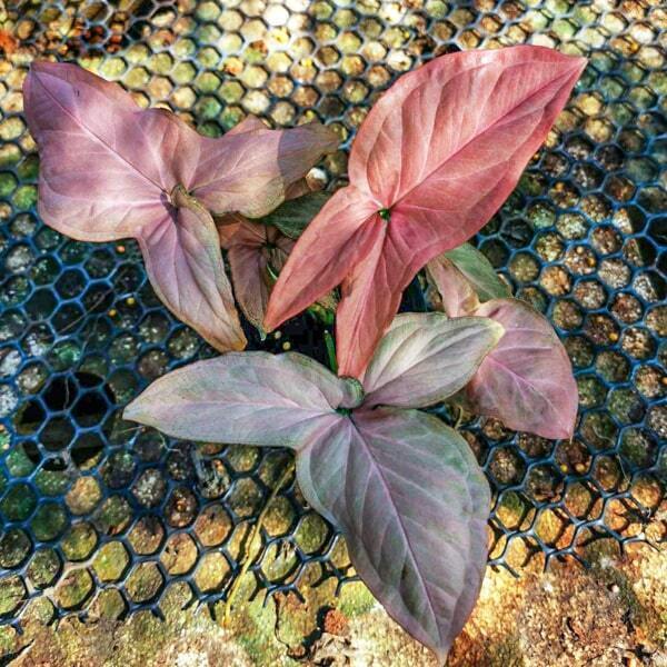 Syngonium ALL PINK