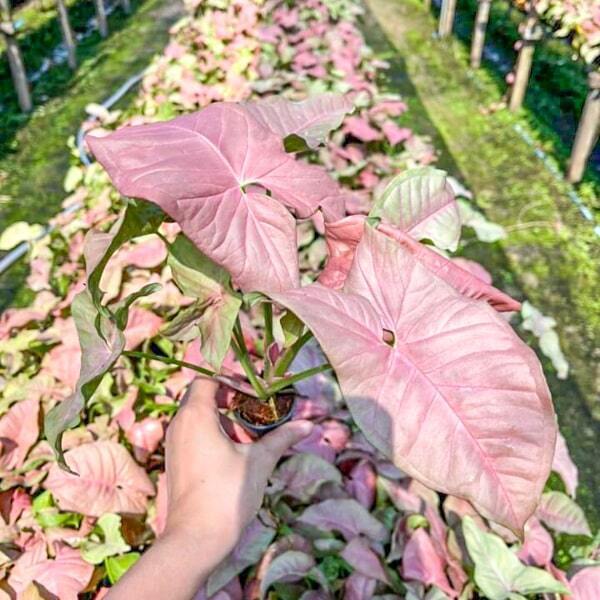 Syngonium NEON