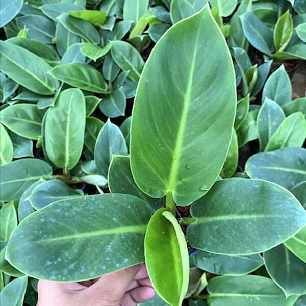 Philodendron SEDTHEE RUAY SAB KEAW