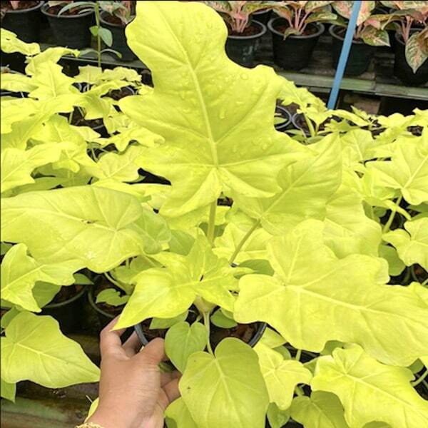 Philodendron GOLDEN