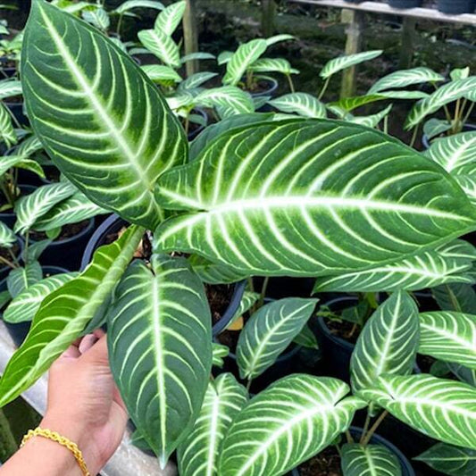 Xanthosoma LINDENII