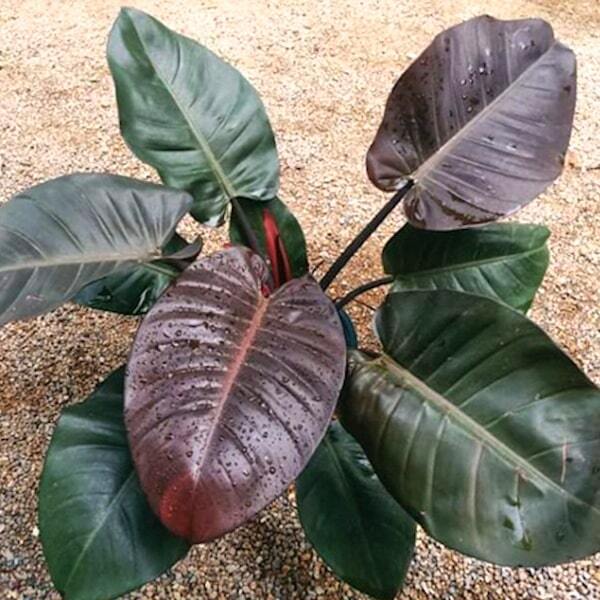 Philodendron BLACK CARDINAL