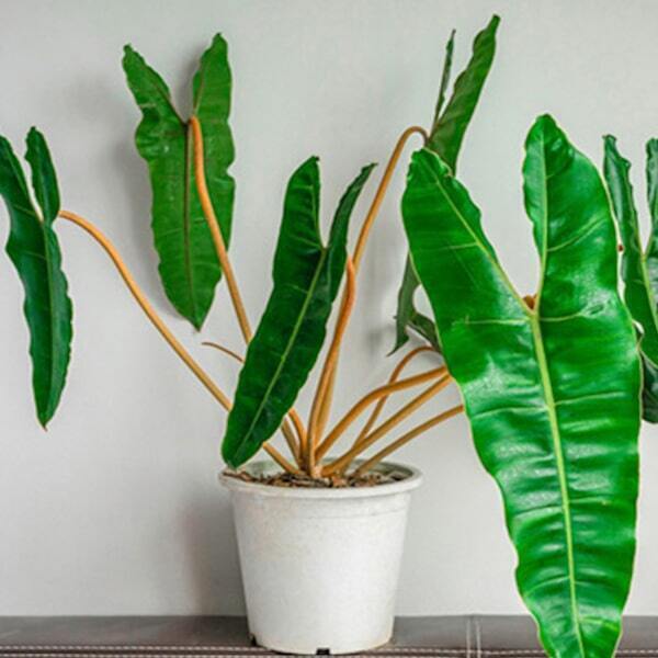 Philodendron BILLIETIAE