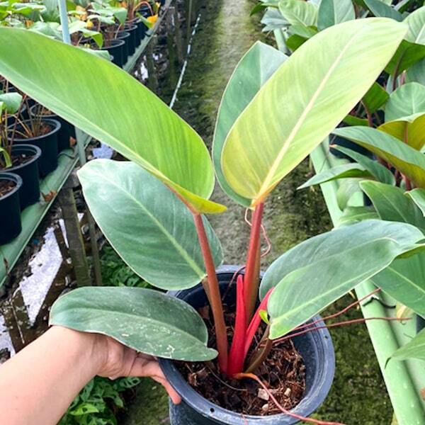 Philodendron RUAY CHOK