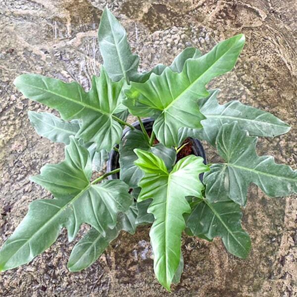 Philodendron DRAGON