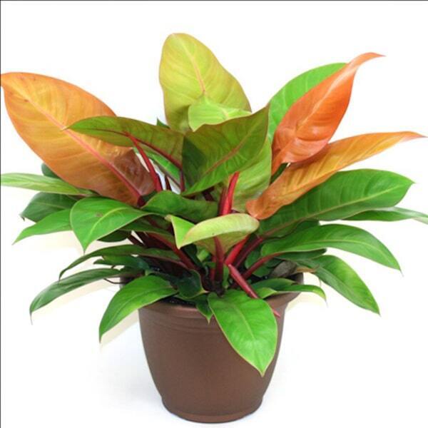 Philodendron PRINCE of ORANGE