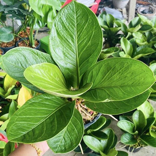 Anthurium JENMANII (ROUND LEAF)