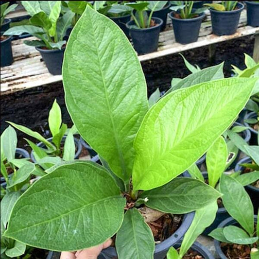 Anthurium JENMANII (NARROW LEAF)