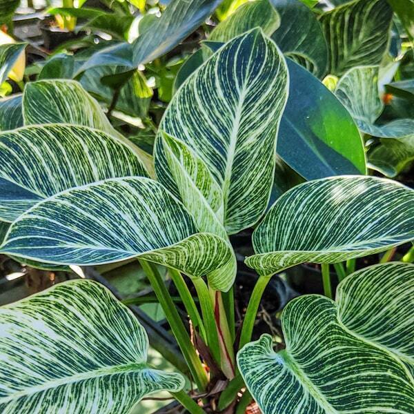Philodendron BIRKIN