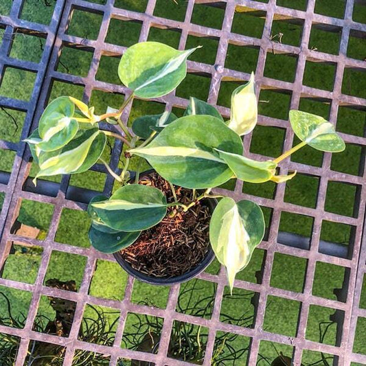 Philodendron BRAZIL