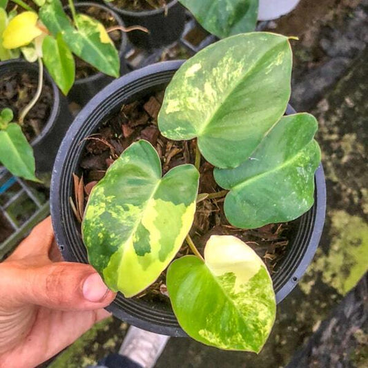 Philodendron BURLE MARX VARIEGATED