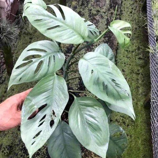 Epipremnum PINNATUM CEBU BLUE