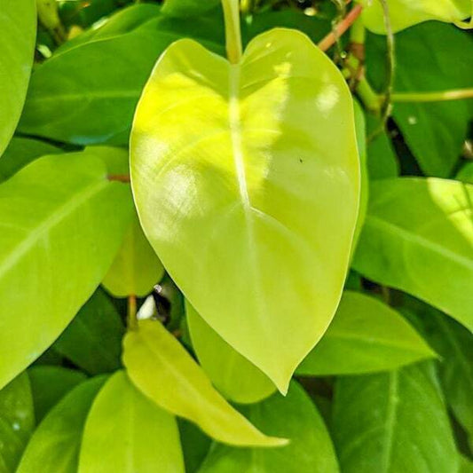 Philodendron LEMON LIME