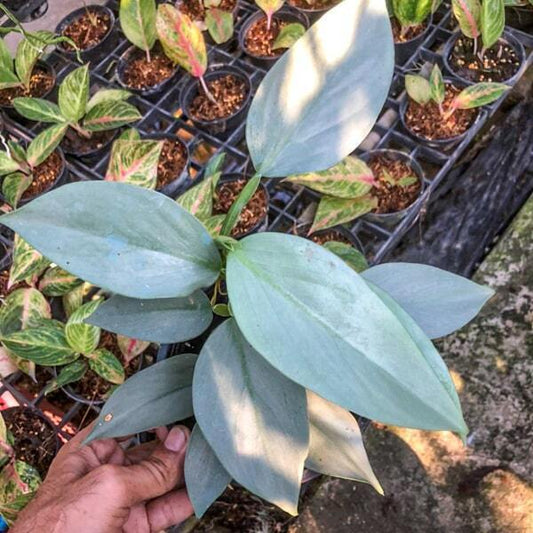 Philodendron SILVER SWORD