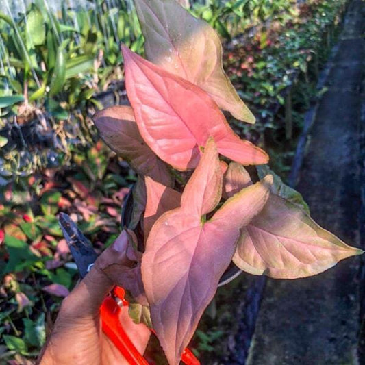 Syngonium PINK PERFECTION