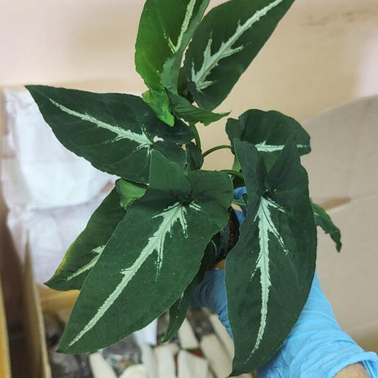 Syngonium WENDLANDII