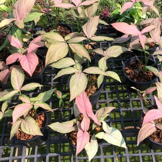 Syngonium PINK SPLASH
