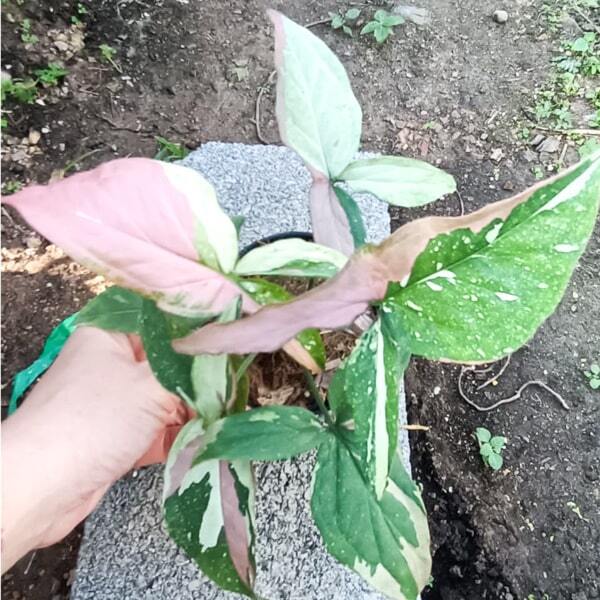 Syngonium RED SPOT TRICILOR