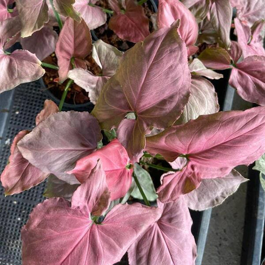Syngonium PINK JAPAN