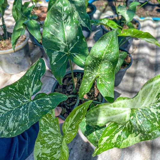 Syngonium PANDA