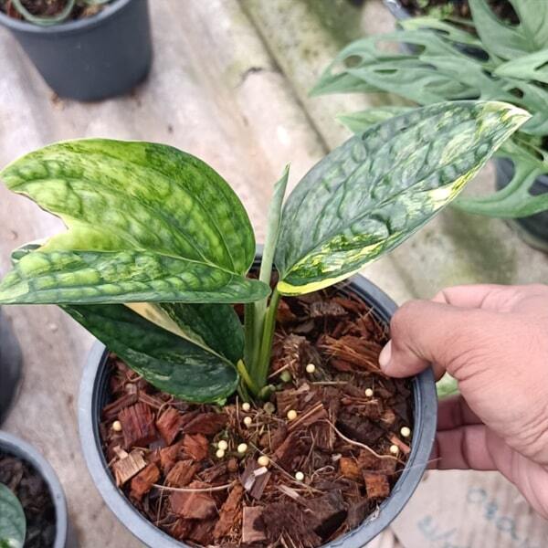 Monstera KARSTERIANA VAR