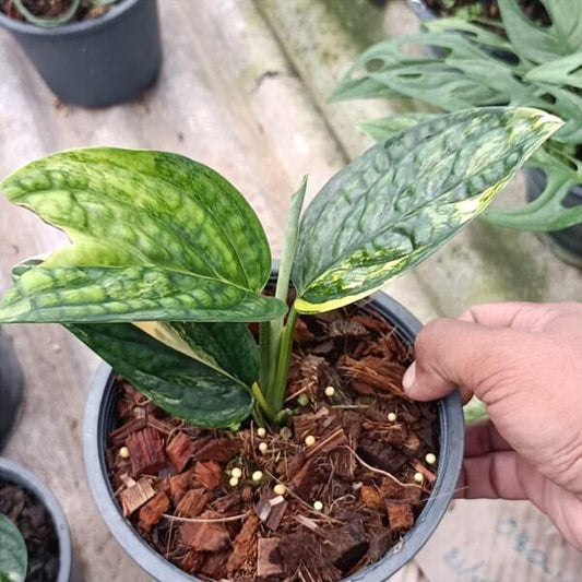 Monstera KARSTERIANA VAR