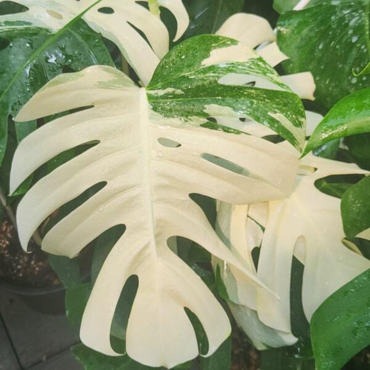 Monstera BORSIGIANA ALBO