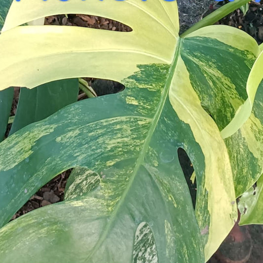 Monstera BORSIGIANA AUREA