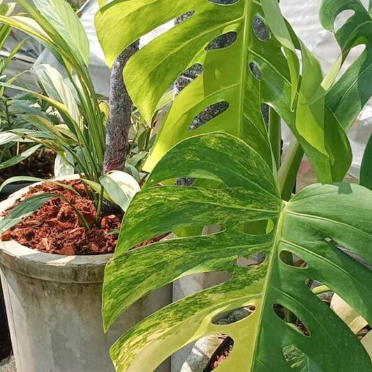 Monstera AUREA BORSIGIANA