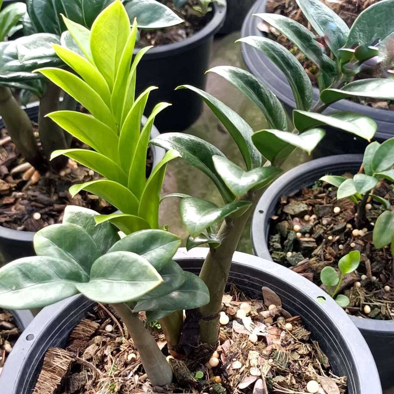 Zamioculcas DWARF