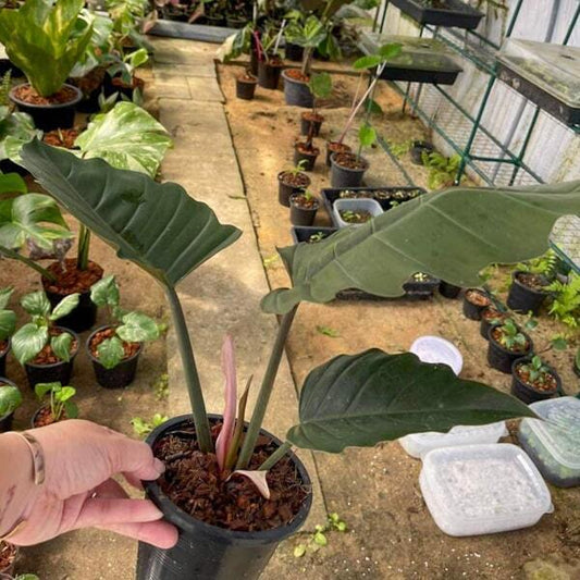Philodendron MARBLE GREEN