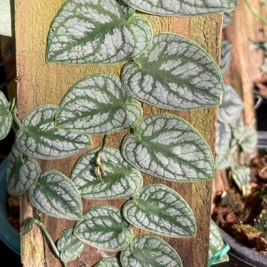 Monstera DUBBIA