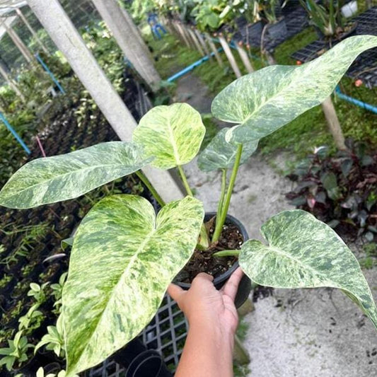 Philodendron GIGANTEUM VAR