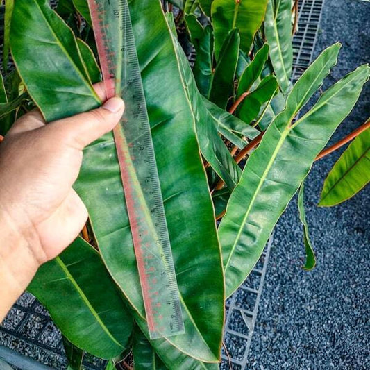 Philodendron BILLITAE