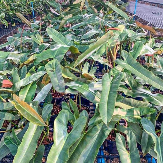 Philodendron BLACK BILLITAE