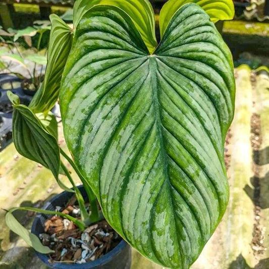 Philodendron SILVER CLOUD