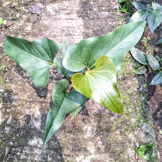 Philodendron BLACK CORONG