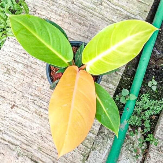 Philodendron ORANGE CONGO